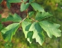 Acer griseum image
