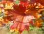 Acer japonicum image