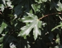 Acer macrophyllum image