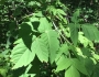 Acer negundo image