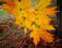 Acer nigrum image