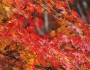 Acer palmatum image