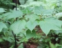 Acer pensylvanicum image