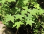 Acer pictum image
