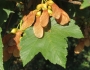 Acer platanoides image