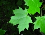 Acer saccharum image