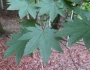 Acer sieboldianum image