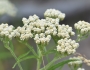 Achillea alpina image