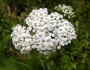 Achillea millefolium image