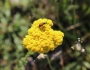 Achillea tomentosa image