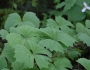 Achlys triphylla image