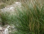 Achnatherum calamagrostis image