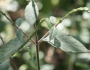 Achyranthes aspera image