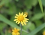 Acmella repens image
