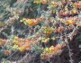 Acmispon glaber image