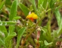 Acmispon strigosus image