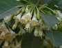 Acnistus arborescens image