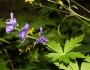 Aconitum columbianum image