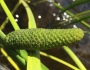 Acorus americanus image