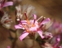 Acourtia microcephala image