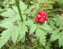 Actaea rubra image