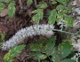 Actaea simplex image