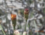 Adenophyllum porophylloides image