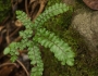 Adiantum hispidulum image