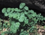 Adiantum jordanii image