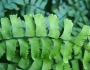 Adiantum pedatum image