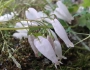Adlumia fungosa image