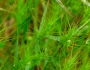 Aegilops triuncialis image