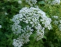 Aegopodium podagraria image