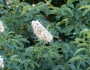 Aesculus californica image