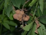 Aesculus chinensis image