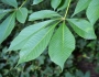 Aesculus flava image