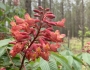 Aesculus pavia image