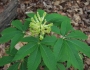 Aesculus sylvatica image