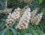 Aesculus turbinata image