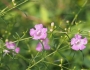 Agalinis purpurea image