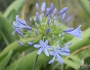 Agapanthus africanus image