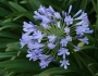 Agapanthus praecox image