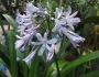 Agapanthus orientalis image