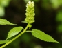 Agastache nepetoides image
