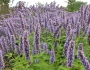 Agastache rugosa image