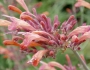 Agastache rupestris image