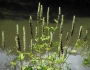 Agastache scrophulariifolia image