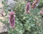 Agastache urticifolia image