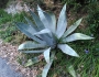 Agave americana image