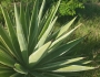 Agave angustifolia image